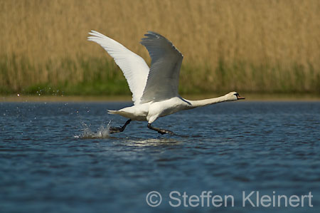 024 Höckerschwan im Flug (Cygnus olor)